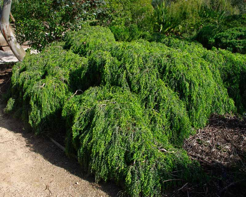 Acacia howitii prostrate - Cranbourne Gardens